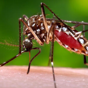 Aedes Aegipty