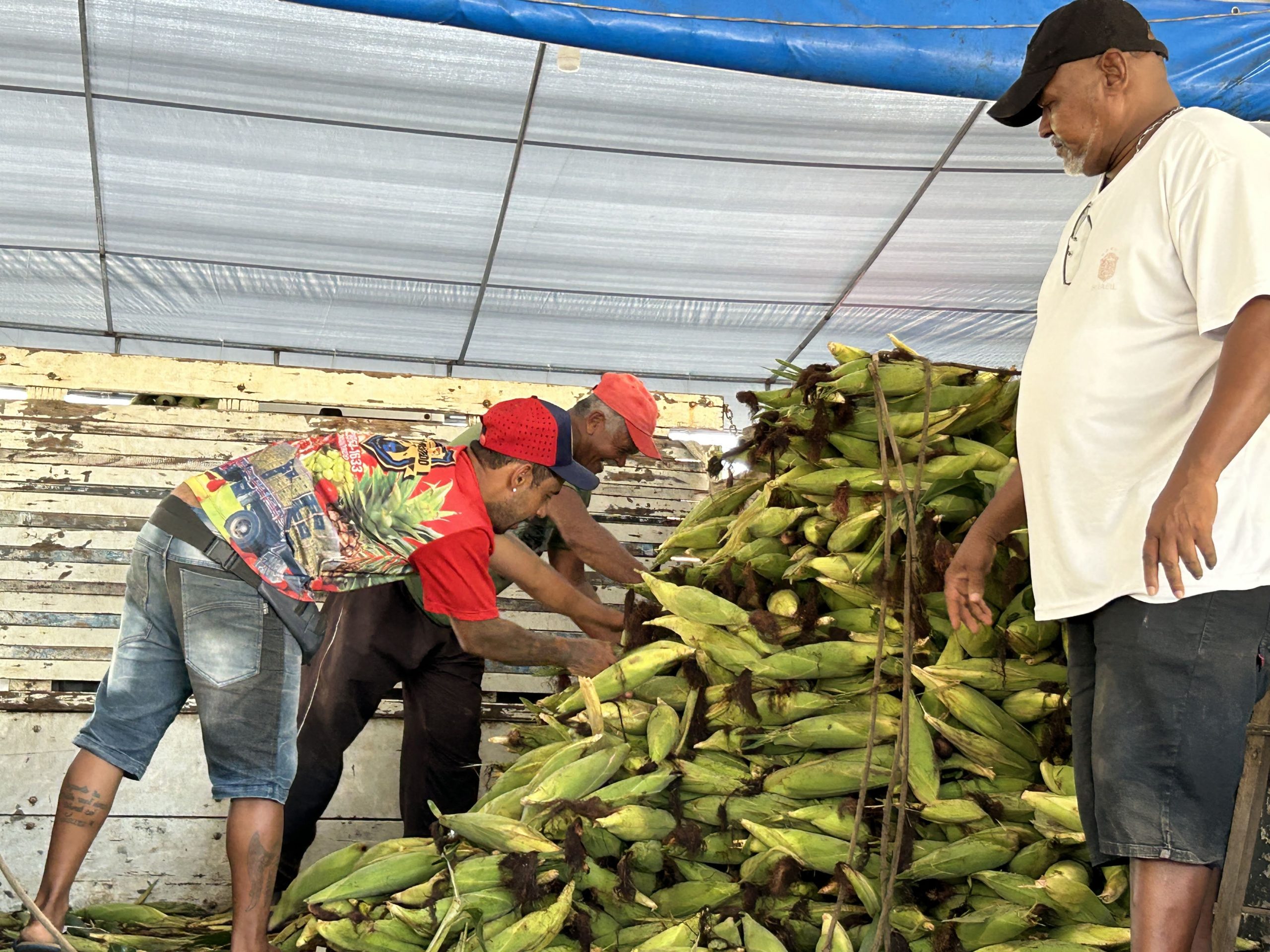 Cresce oferta de milho verde na Ceasa Aracaju com proximidade das festas juninas