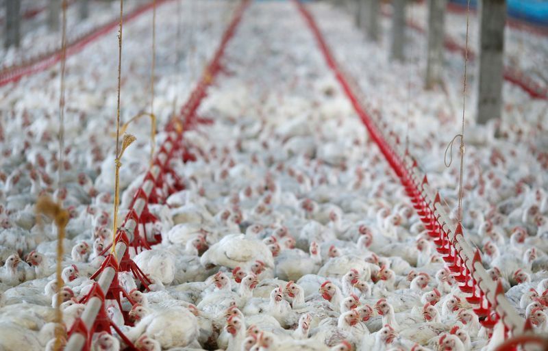 h5n1 amea a agroneg cio e exige resposta urgente do governo 20260715
