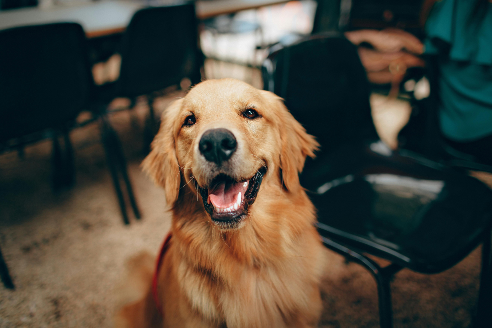 porto alegre quer permitir enterrar pets junto fam lia em ce 20260716