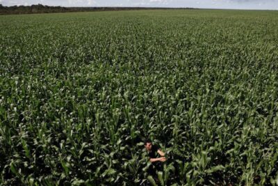 Caramuru amplia plantio de girassol mesmo com atraso da soja em Goiás