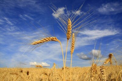 Clima trava milho e aumenta risco de doenças no trigo argentino