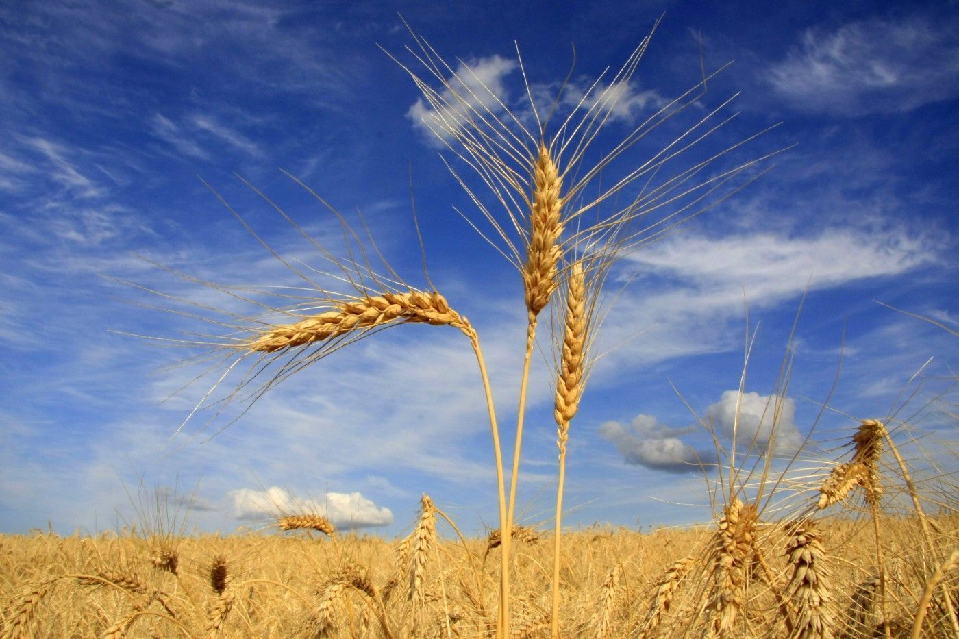 Clima trava milho e aumenta risco de doenças no trigo argentino